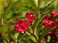 Weigela Red Prince IMG_4554 Krzewuszka